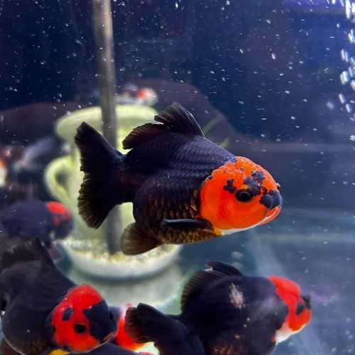 Oranda Lion Head Tricolor-Panda 9-10 cm -...