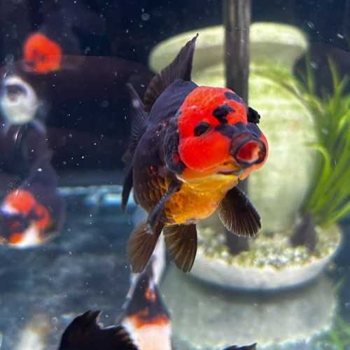 Oranda Testa di Leone Tricolor-Panda 9-10 cm -...