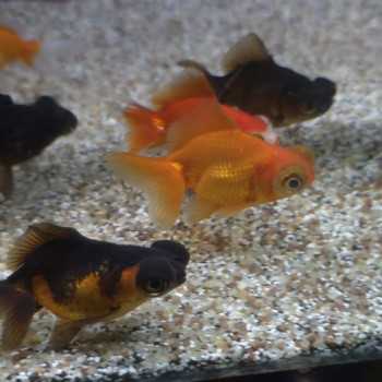 Oranda Telescope Butterfly Mix 5-6 cm - Carassius Auratus - Poisson rouge ornemental de coloration variable