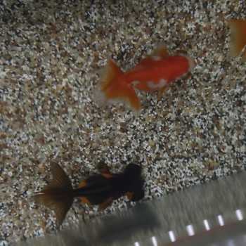 Oranda Telescope Butterfly Mix 5-6 cm - Carassius Auratus... 2