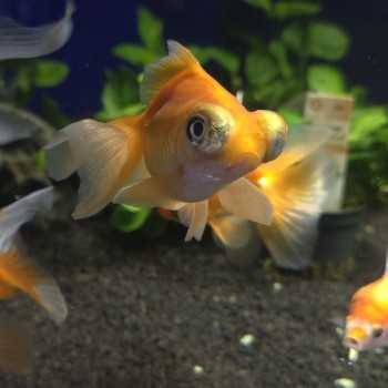 Oranda Telescope Butterfly Mix 8-10 cm - Carassius...