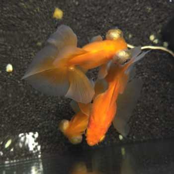 Oranda Telescopo Butterfly MIX 8-10 cm - Carassius... 2