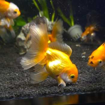 Oranda Testa di Leone MIX 9-10 cm - Carassius Auratus -...