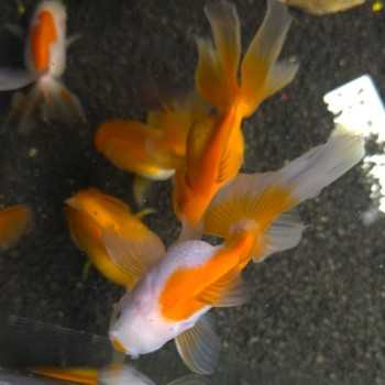 Oranda Lion Head Mélanger 9-10 cm - Carassius Auratus -... 2