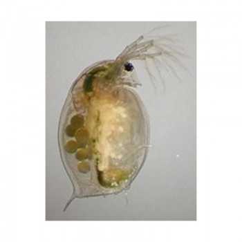 Daphnia 90ml live food for Live Food fish 2