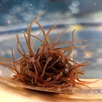 California Blackworms 90ml cibo vivo per pesci Live Food