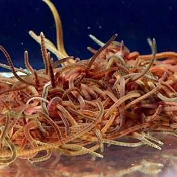 California Blackworms 90ml de nourriture vivante pour les... 2