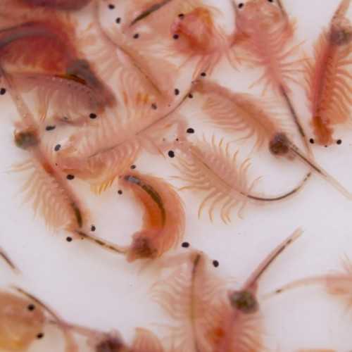 Artemia 90ml live food for live food fish