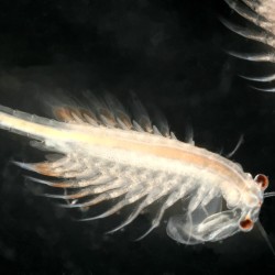 Artemia 90ml de nourriture en direct pour les poissons vivants