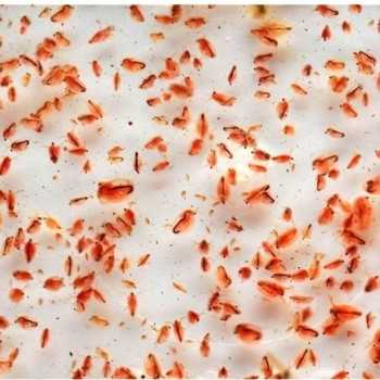 Daphnia 90ml cibo vivo per pesci Live Food
