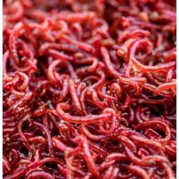 Chironomus S (blood worm/red mosquito) 90 ml cibo vivo...
