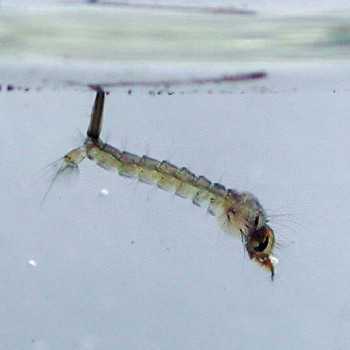 White Mosquito (glass worm / larve di zanzara) 90ml cibo... 2