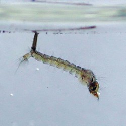 White Mosquito (glass worm / larve di zanzara) 90ml cibo vivo per pesci Live Food