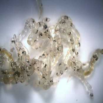 White Mosquito (glass worm / larve di zanzara) 90ml cibo vivo per pesci Live Food