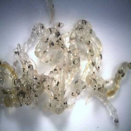White Mosquito (glass worm / larve di zanzara)...
