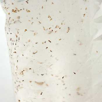 Copepodi 90ml cibo vivo per pesci Live Food