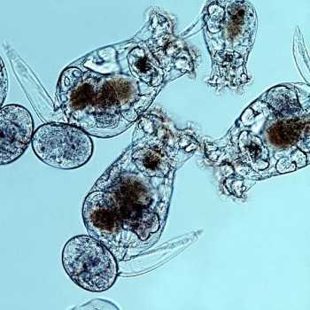 Rotefers (Brachionus Plicatilis) 90ml Micro - Aliments...