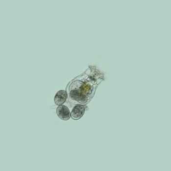 Rotefers (brachionus plicatilis) 90ml micro - food for... 2