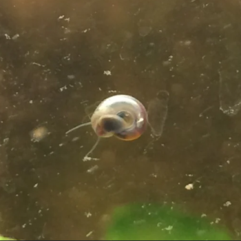 Lumachine (feeder snails small size) 90ml - cibo per...