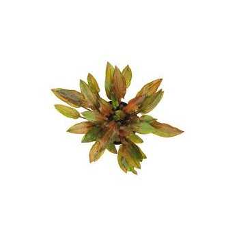 Cryptocoryne Walkeri in jar - Aquaflora