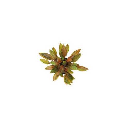 Cryptocoryne walkeri in vasetto - Aquaflora