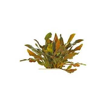Cryptocoryne Walkeri in jar - Aquaflora 2