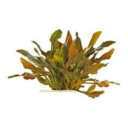 Cryptocoryne walkeri in vasetto - Aquaflora