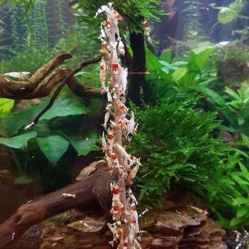 Stick Crevettes - Sucette minérale pour cartidines et...