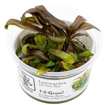 Lysimachia parvifolia ‘Red’ in cup - Tropica