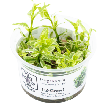 Hygrophila Polysperme 'Blanc' en coupe - Tropica