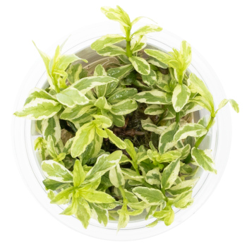 Hygrophila polysperma ‘White’ in cup - Tropica 2