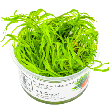 Najas Guadalupensis 'Guppy Greal' en coupe - Tropica
