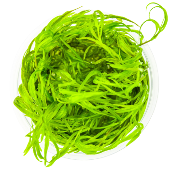 Najas guadalupensis 'Guppy Grass' in cup - Tropica 2