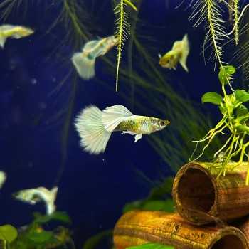 Guppy Dumbo Platinum - Poecilia RetiCulata Variété Dumbo...