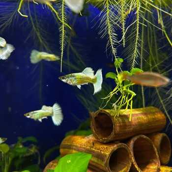 Guppy Dumbo Platinum - Poecilia RetiCulata Variété Dumbo... 2