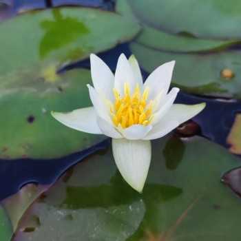Nymphaea ‘Pygmaea Alba’ – Ninfea nana bianca - Aquaflora