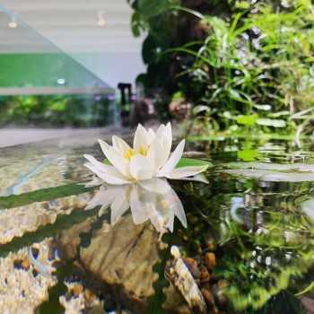 Nymphaea 'Pygmaea Alba' - Blanc Nana Waterfree - Aquaflora 2