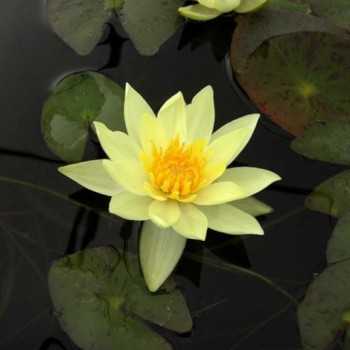 Nymphaea ‘Pygmaea Helvola’ – Ninfea nana gialla - Aquaflora