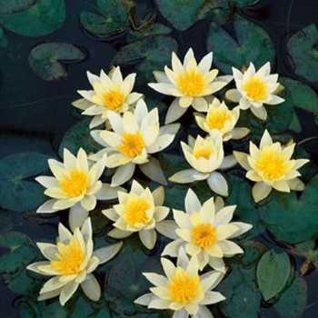 NYMPHAEA 'PYGMAEA HELVOLA' - Yellow Nana NauFea - Aquaflora 2