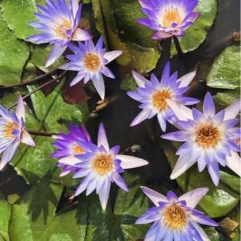 Nymphaea Mictantha - Lys de l'eau tropicale africaine...