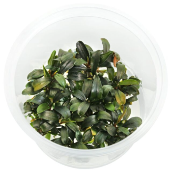 copy of Bucephalandra 'Brownie Purple' en coupe - Aquaflora