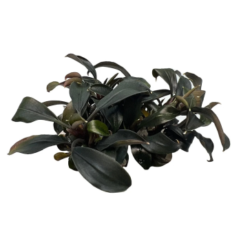 copy of Bucephalandra 'Brownie Purple' en coupe - Aquaflora 2