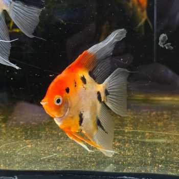 Scalare Red Devil 7-8 cm - Pterophyllum scalare Rosso Arancio Selezionato | Pesce Ornamentale Tropicale per Acquari di Comunità