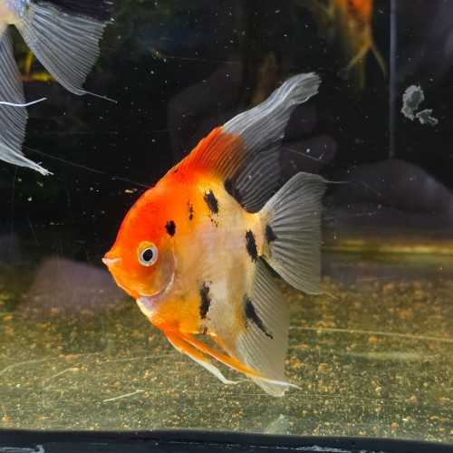 copy of Scalar Red Devil Pterophillum