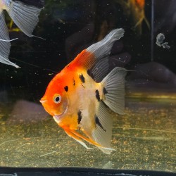 Scalare Red Devil 7-8 cm - Pterophyllum scalare Rosso Arancio Selezionato | Pesce Ornamentale Tropicale per Acquari di Comunità