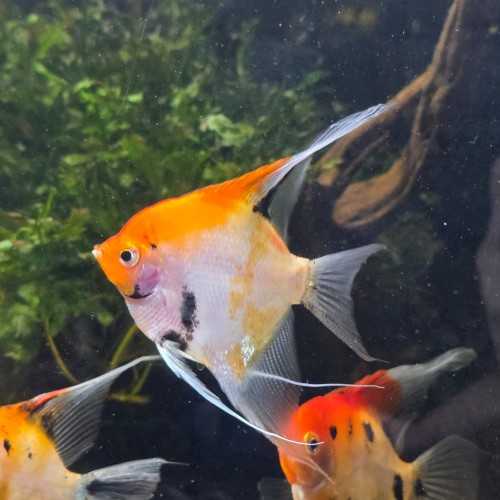 copy of Scalar Red Devil Pterophillum