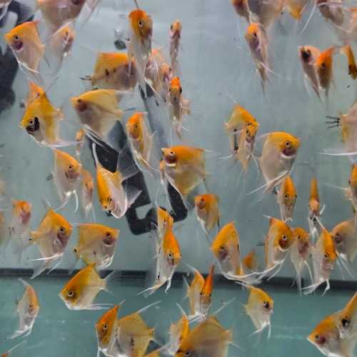 Scalare Red Devil 7-8 cm - Pterophyllum scalare...