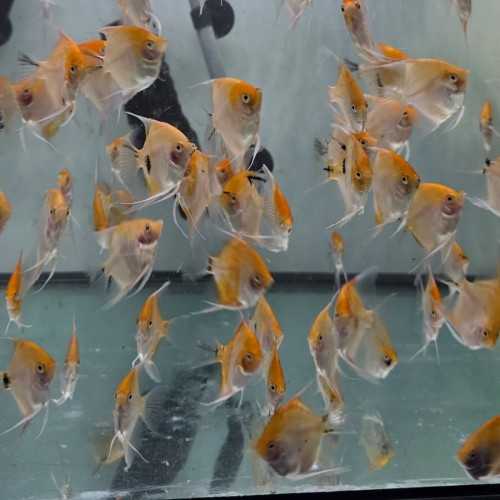Scalare Red Devil 7-8 cm - Pterophyllum scalare...