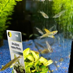 Medaka Mix - Oryzias latipes Mix - Pesce del riso d’acqua dolce | Per acquari e mini pond