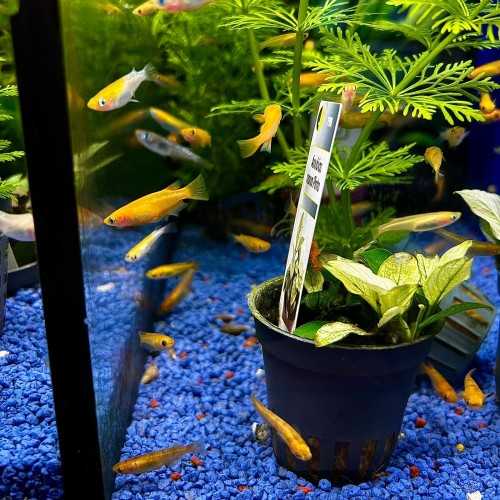Medaka Mix - Oryzias latipes Mix - Pesce del...